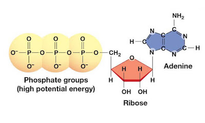 Struktur molekul ATP