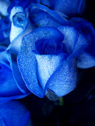 Blue roses art (blue roses )