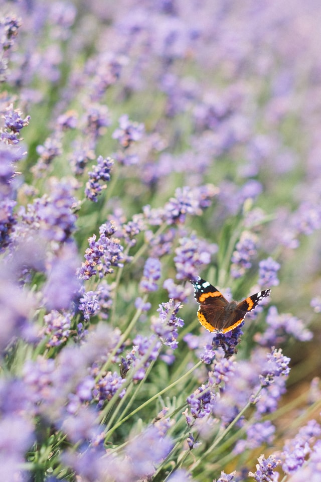 butterfly on lavender plants
