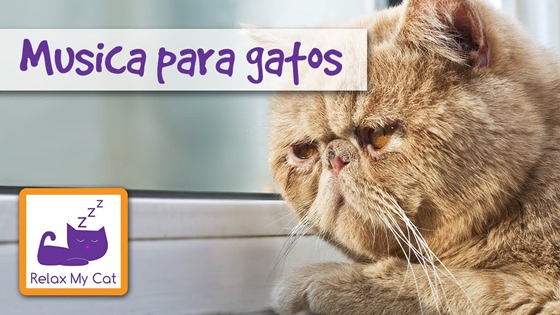 Música para Gatos_1