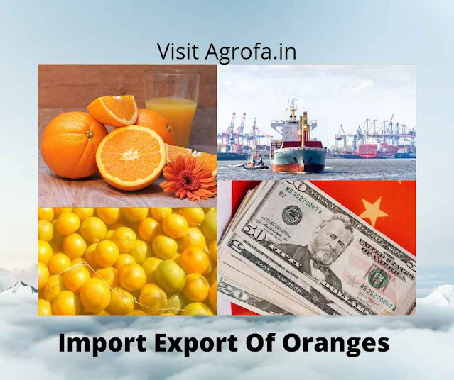 Import Export Oranges