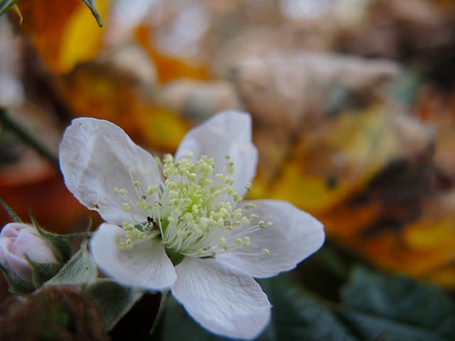 Ertbruggebos: herfsttaferelen