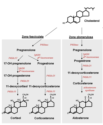 Prednisone cortisone difference / Aminophylline cellulite ...