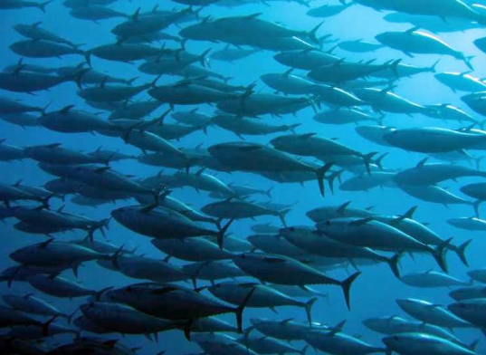 Nama Nama Ikan Laut