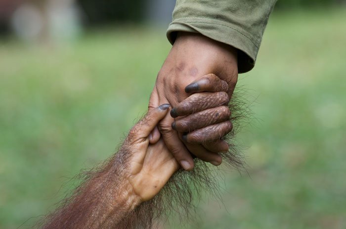 BIENVENUE: Orangutan
