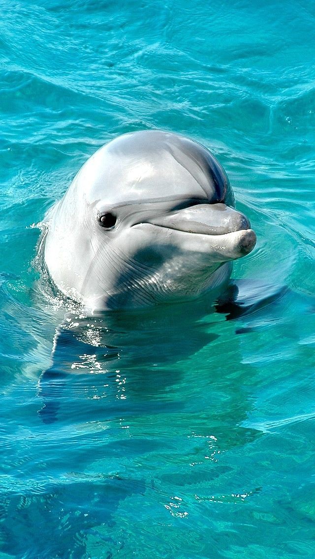 Dolphins:Everything you need to know