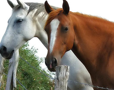 mis amigos los caballos