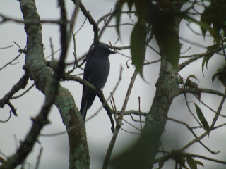 Tlogo Nirmolo: Still Having to Add a Hour of Birdwatching