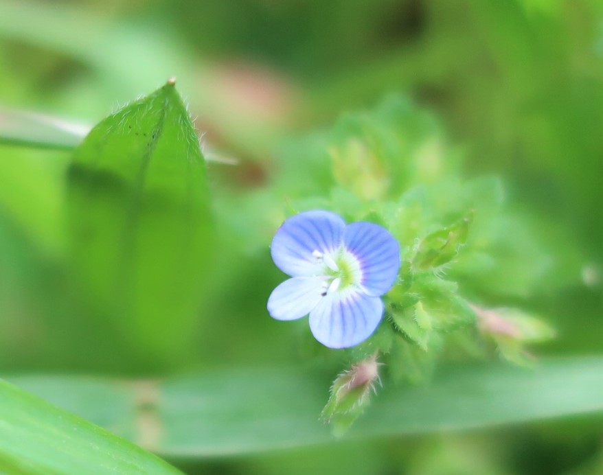 Plants And Flowers In Tokyo By Kei Narujima 東京の草花 なるじまけい Veronica Persica Persian Speedwell オオイヌノフグリ