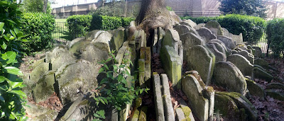 Lots of gravestones arranged "tidily" in a circle round an ash tree