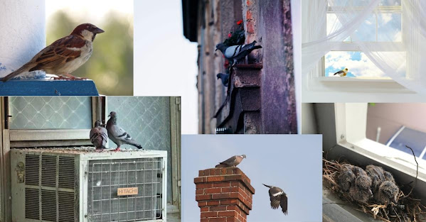 how-to-get-rid-of-pigeons-from-home