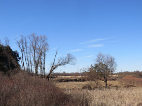sunshine on brown March wetland
