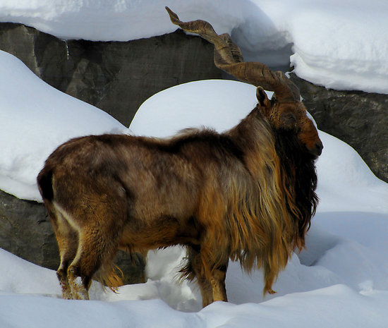 Beautiful,cute,brown,white markhor  is stand on ice hill,wallpapers,pictures,images 