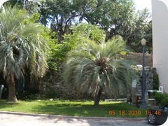 DSCN7226