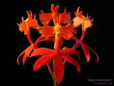 Orquídea Epidendrum fulgens