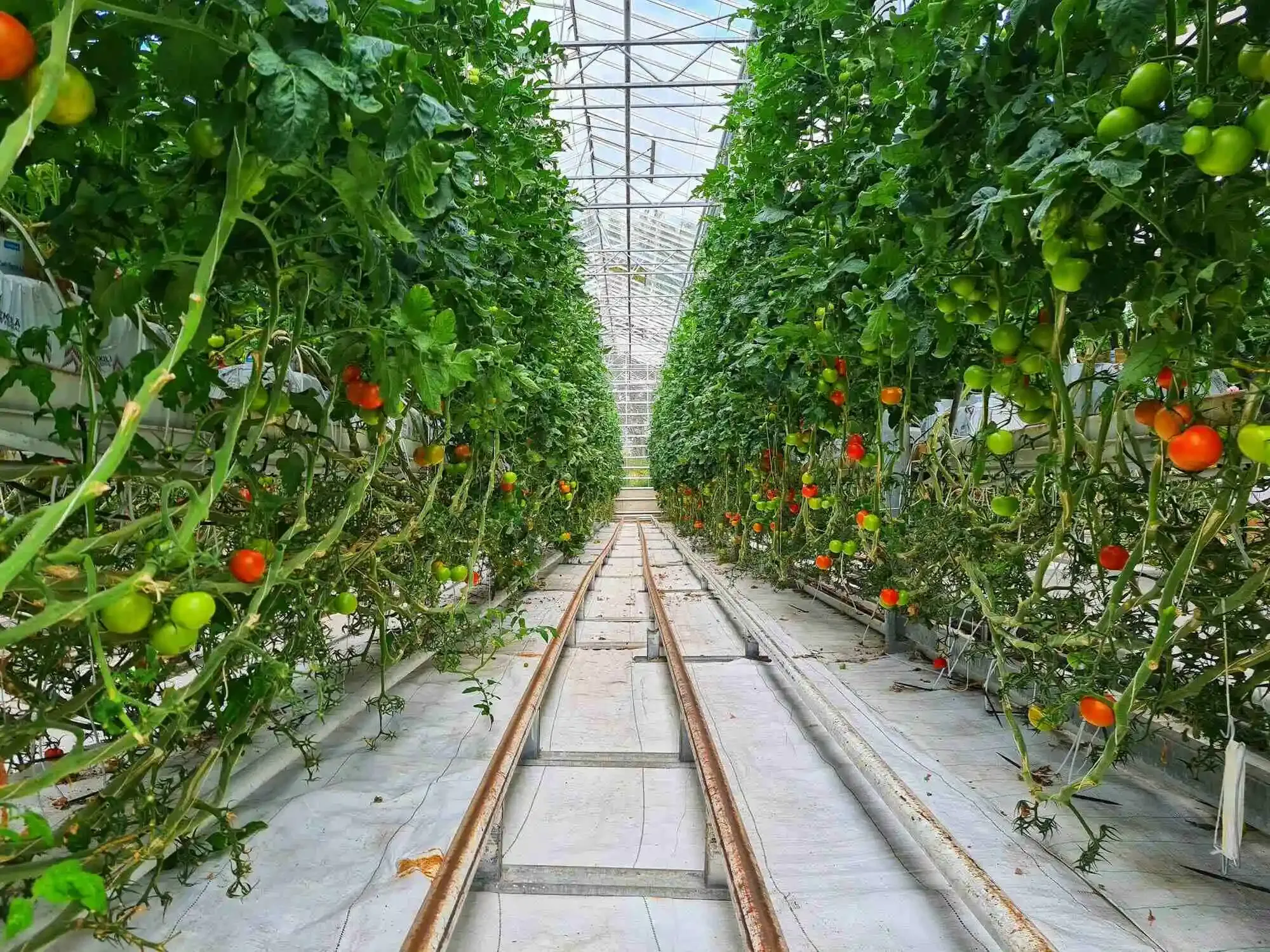 How to Grow Successfully Tomatoes in a Greenhouse?