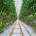 How to Grow Successfully Tomatoes in a Greenhouse?