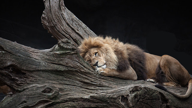 Retratan a varios leones dormidos en las ramas de los árboles