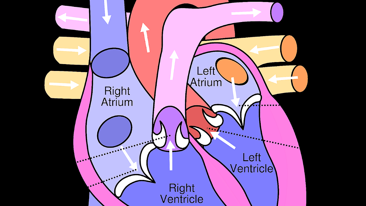 Function Of Heart Valves