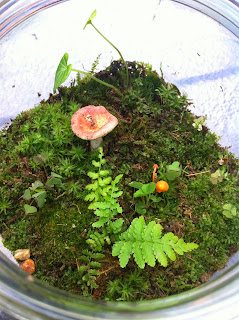 Moss Terrarium Mushrooms