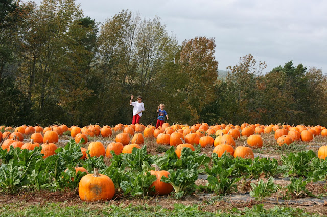 Nova Scotia, Farm, Pumpkin Patch