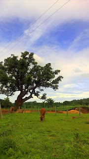 Yelagiri, Swamimalai Hills