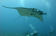 16+ Inilah Gambar Hewan Laut