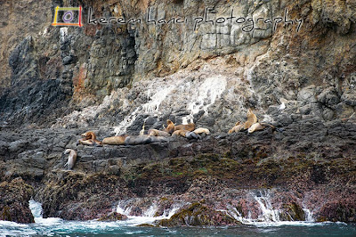 Channel Island Sea Lions