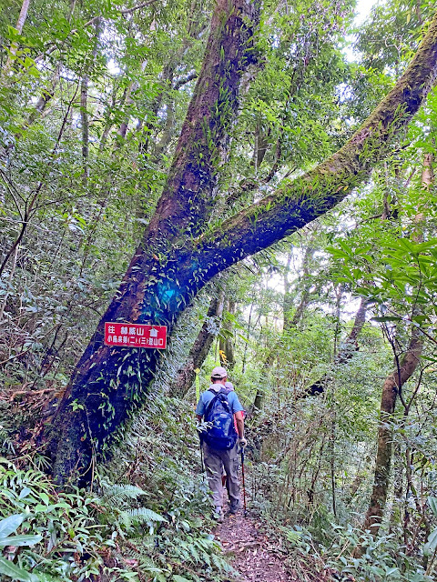 北插天山下山途中--往赫威山、小烏來第二、三登山口