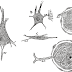 Your Nervous System Needs TLC Your Nervous System Needs TLC