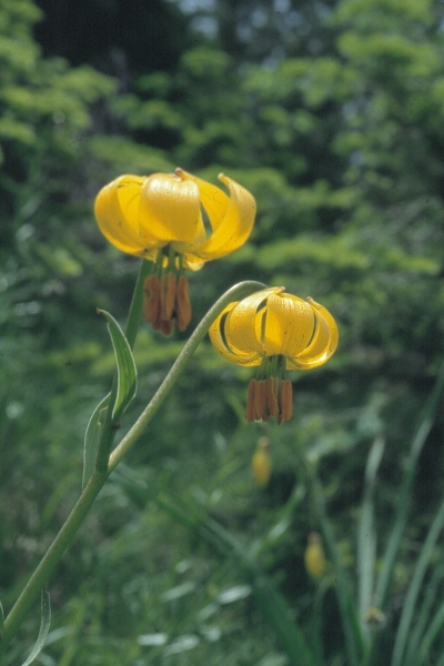 Лилия албанская (Lilium albanicum)