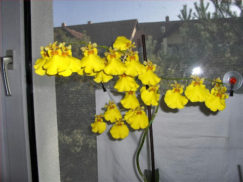 Orchidea Oncidium dettaglio dei fiori gialli con maculatura rosso mattone