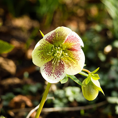 hellebore, winter garden, spring flowers