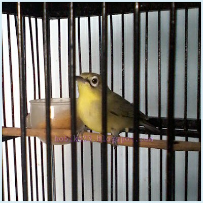 Cara Ternak Burung Pleci di Rumah