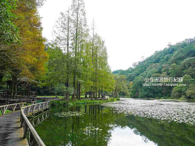 宜蘭景點｜福山植物園落羽松，輕鬆漫步遺世仙境！