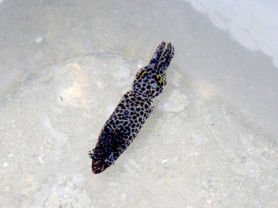 Pygmy squid (Idiosepius sp.)