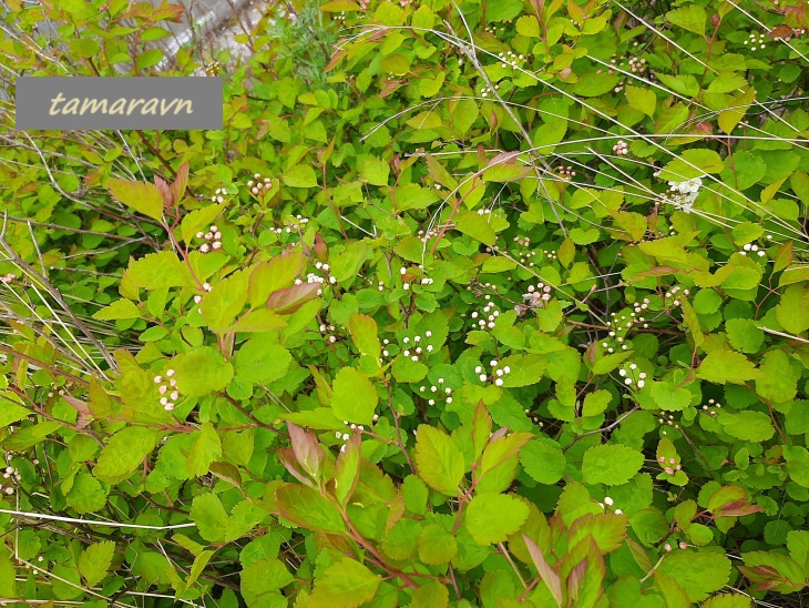 Смотрите также тему:  Спирея уссурийская / Таволга уссурийская (Spiraea ussuriensis)