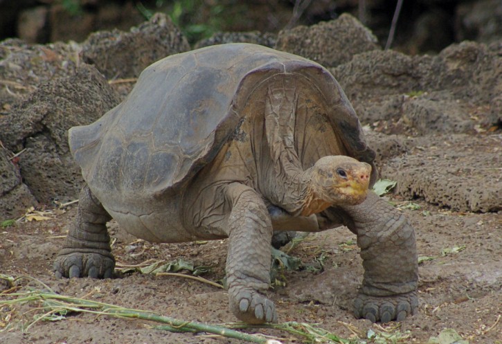 The Galapagos Tortoise Facts & Pictures | The Wildlife