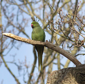 Rose-ringed Parakeet, Psittacula krameri.  Juvenile or female.  Bird walk in Jubilee Country Park, 24 March 2012.