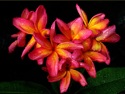 Hawaiian Flowers Images