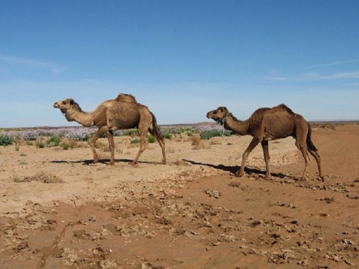 Camels