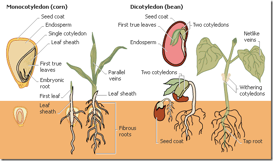  The zygote developed within the embryo sac divides mitotically to flat the embryo MR X Difference betwixt Monocot in addition to Dicot Embryo