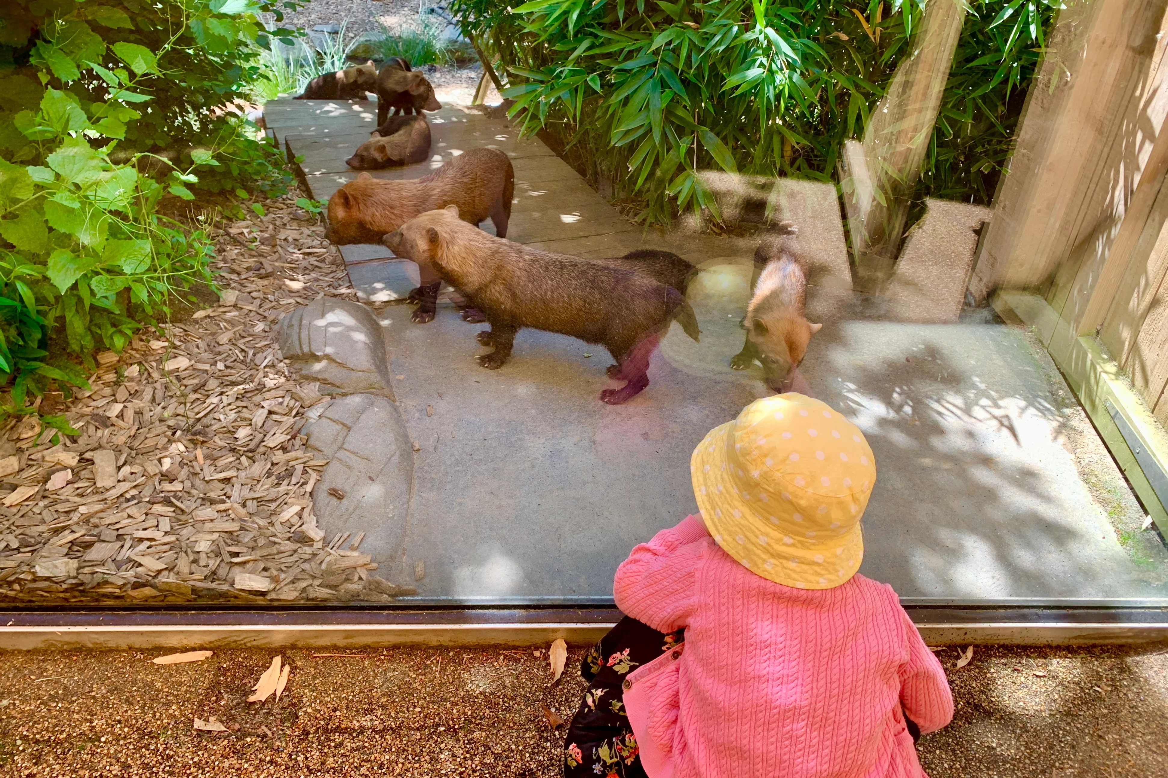 A child looking at animals through a class screen in Colchester Zoo
