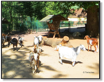 Streichelgehege im Tierpark Köthen