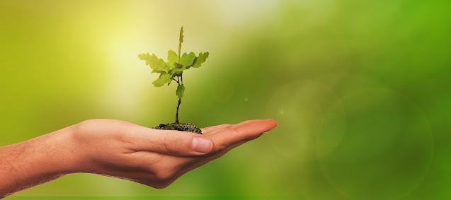 plant sitting in an open hand