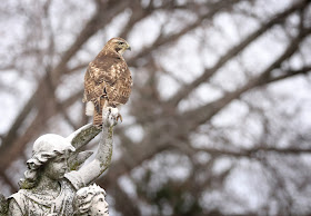 Immature red-tailed hawk perched on an angel's wing.