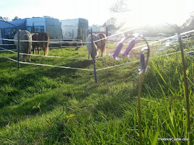 Shetland Poinies eating grass in the evening