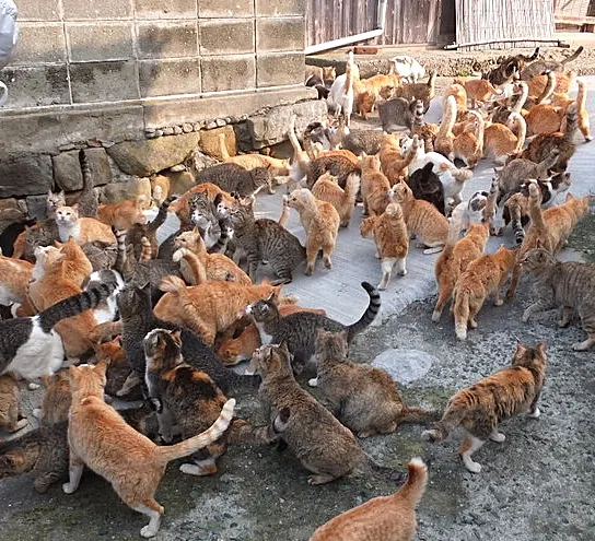 Cat Islands