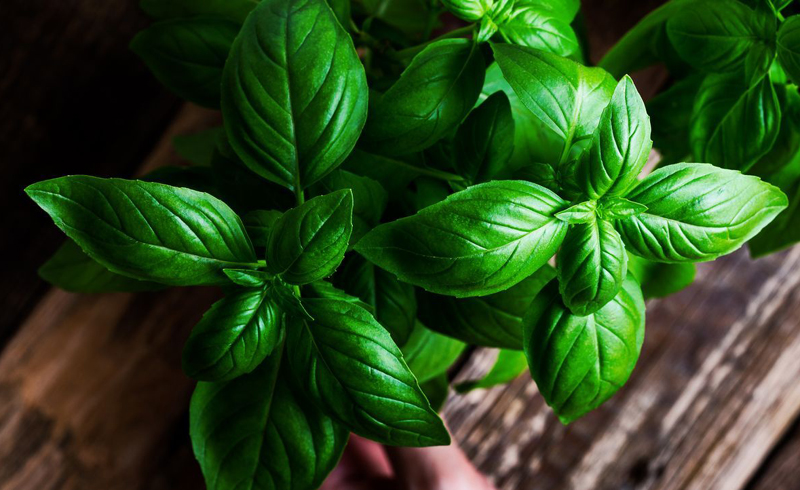 How to Grow Basil to Make the Perfect Pesto