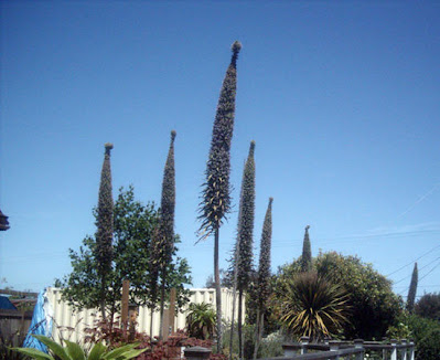 Tower of Jewels Plant in Eureka, CA - Echium Wildpretti - gvan42